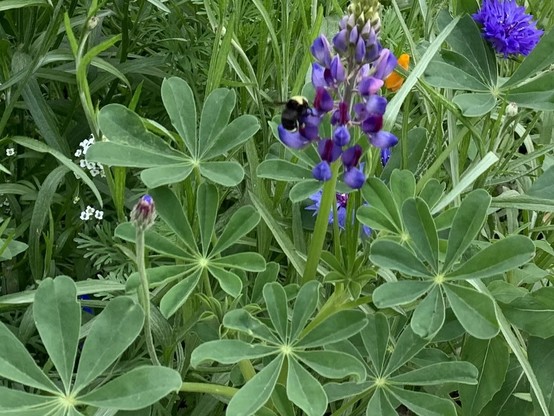 A bee, with a black and yellow body, perched on a purple lupine flower. The area is dense with other herbs, including one with a different purple flower blooming to the side.