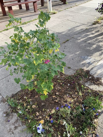 Sidewalk shrub with a single pink flower, and a couple other flowers beginning to bud