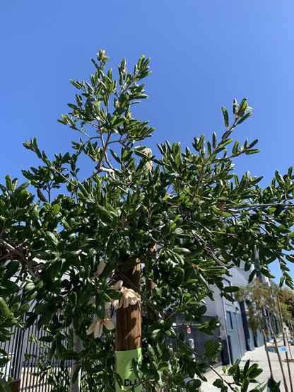 Closer view of the oak’s deep green, pointy leaves.