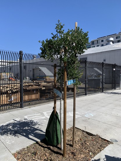 Very young oak tree on the sidewalk about 6 feet tall. The sidewalk abuts a tall spiked iron fence and an industrial lot.