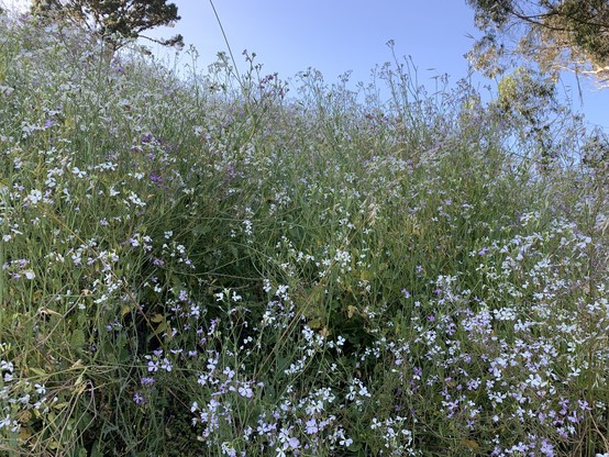 A hillside with a lot of herbs with purple and white flowers