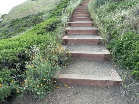More closed poppies to the left of the bottom of a set of steps that ascend a scrubby hill