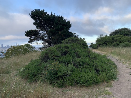 A dirt path curves around some shrubs and a tree as it approaches a hillside. SF skyline is on the left side of the image.