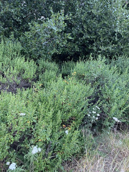 A variety of plants, with green shrubs in the middle, yellow grasses in the foreground on right, and a deep green tree or large shrub in the back. Two plants that I can identify are bush monkeyflower, with its cream-orange flowers, and yarrow, with its rounded white flower clusters.