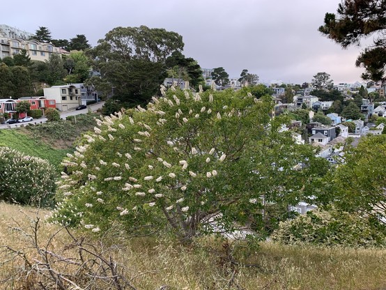 A California buckeye on a hillside blooms with cylindrical clusters of white flowers. In the distance a residential road climbs along a ridge.