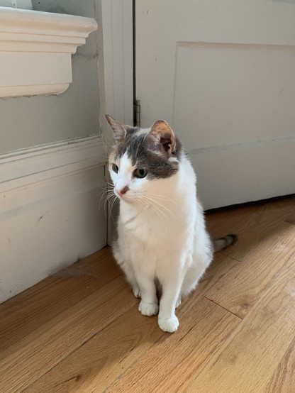 A cat with a white belly, paws, and lower face, with dark gray and brown fur on the top of her head, sits on a hardwood floor in a ray of light.