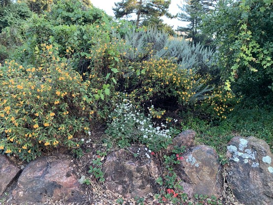 Various shrubs and herbs, including bush monkeyflower, also known as sticky monkeyflower, with its characteristic light-orange trumpet-like flowers, said to resemble a monkey's face. In the foreground, an herb, coast buckwheat, with white flower clusters, and deep green leaves belonging to coast strawberry creep down a small stone.