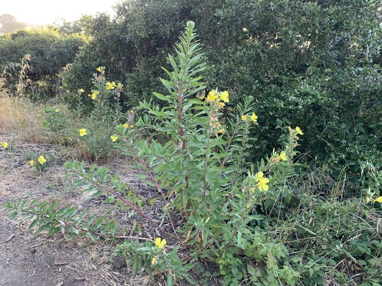 Hooker's evening primrose plants, tall herbs with big yellow flowers. Oaks behind them.