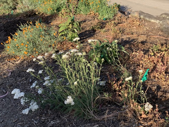 Common yarrow (herb with white flower clusters), orange California poppies that have closed up for the evening, and a hummingbird sage next to the poppies. The area is mulched and has teal flags to indicate plantings.