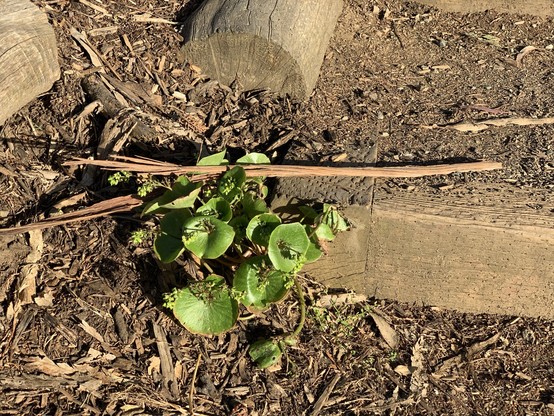 Rooreh, also called miner's lettuce, a small stout plant with wide leaves shaped like satellite dishes, to the left of a wooden step on a trail.