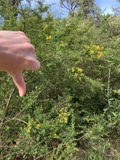 Hand giving thumbs down to shrub with little yellow flowers