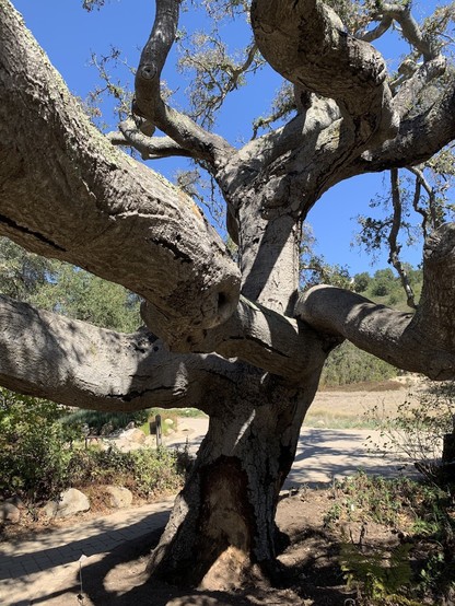 A tree with a very thick trunk and thick main branches spiraling outwards. Just a few narrower upper branches have leaves on them.