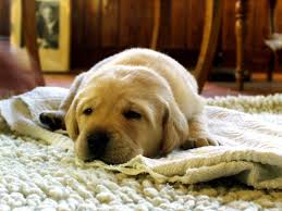 pet stain odor removal