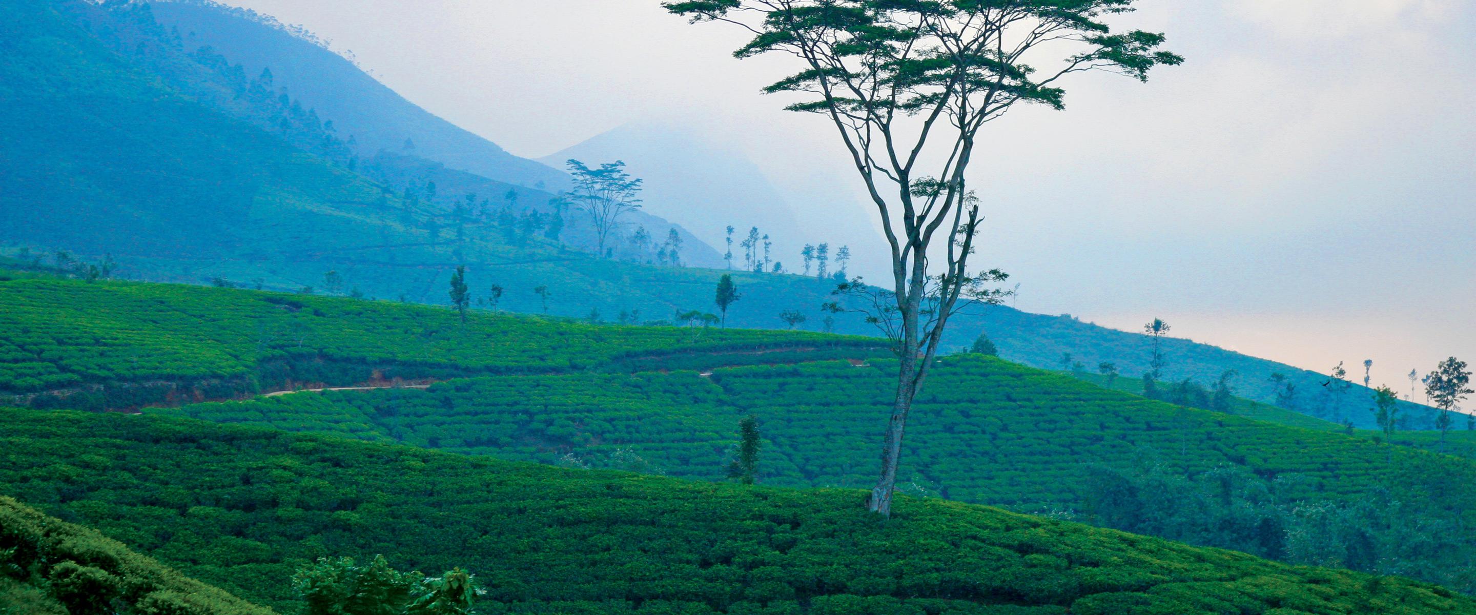 Tea Sourcing