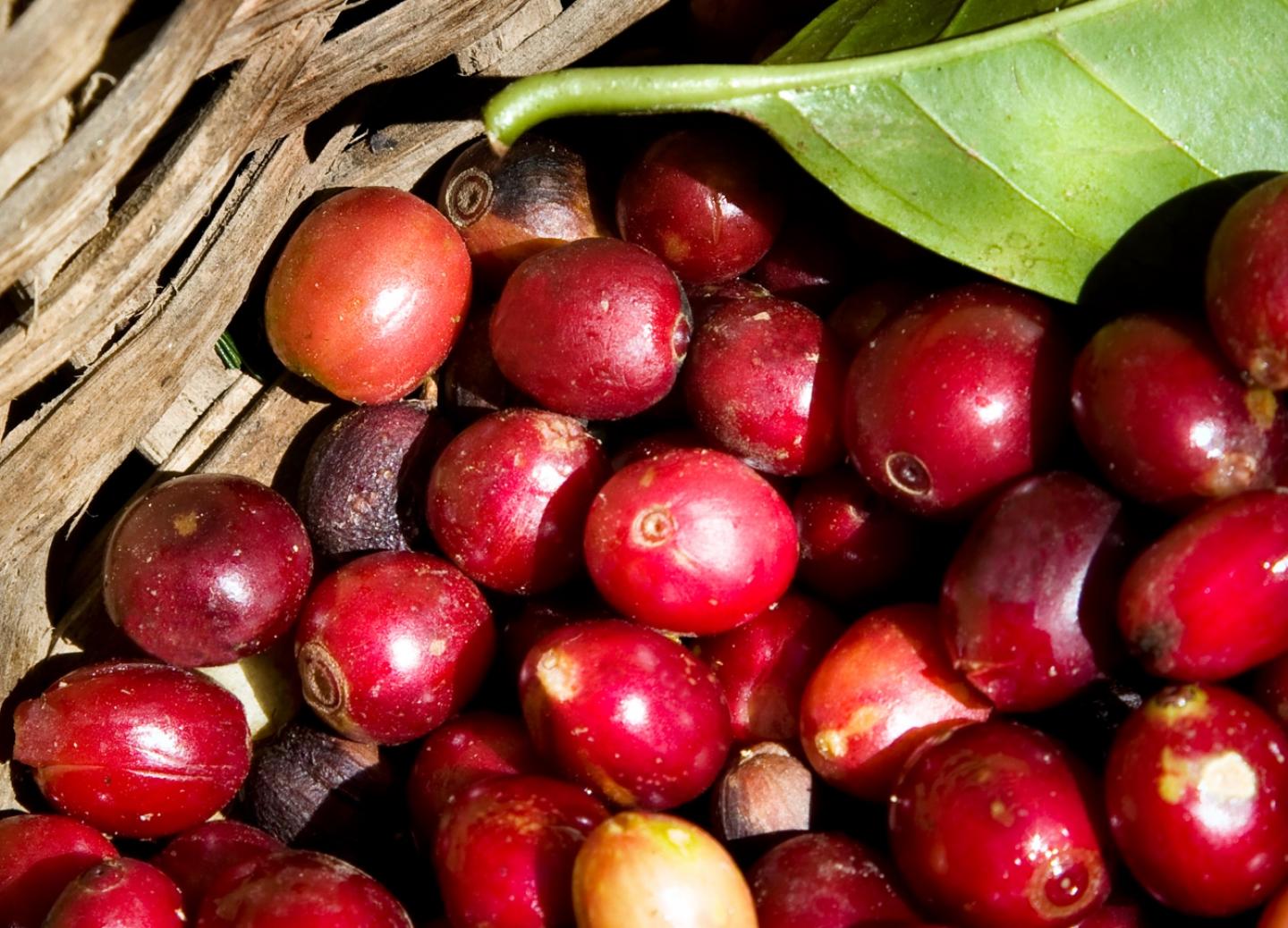 Seeking quality wherever it grows Seeking quality wherever it grows