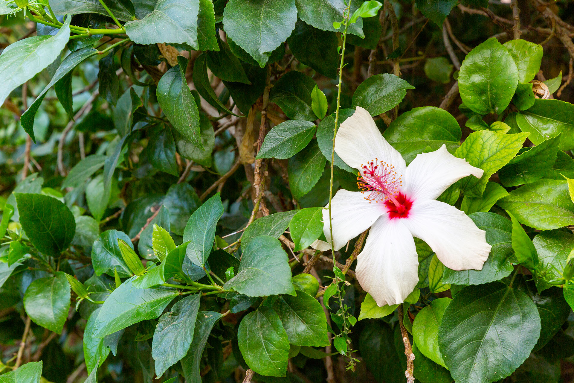 Villa Firenze Peaceful 4 BR/4.5 BA at PGA | Photo 54