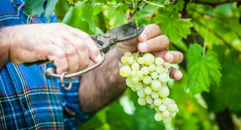 0-190732459-greengrapes