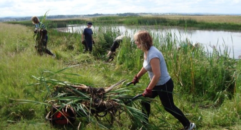0-399715404-reedmace