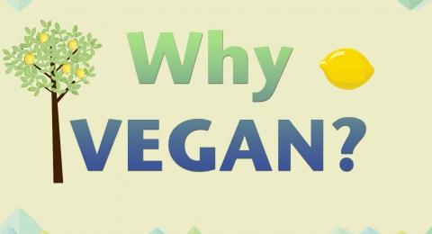 0-539395405-why-vegan-image