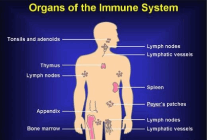 Immune System & Immune Health