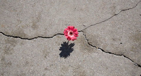 0-619910776-flowergrowing