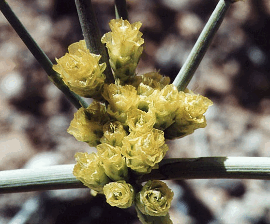 0-692105580-ephedra1