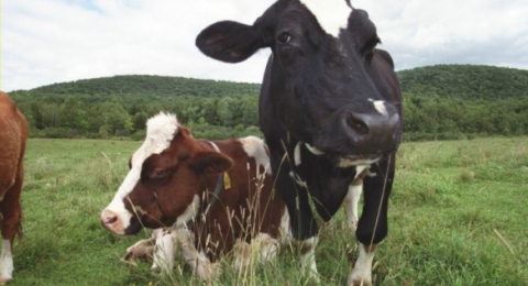 0-717907913-farm-sanctuary-cows
