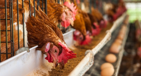 0-799558498-chickenscagedinfarmwitheggs