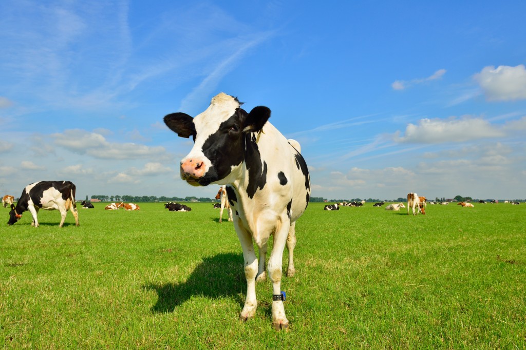 dairy cows on farmland