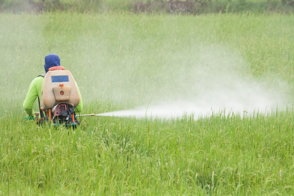 Farmer Spraying Pesticide In The Rice Field Farmer Spraying Pesticide In The Rice Field