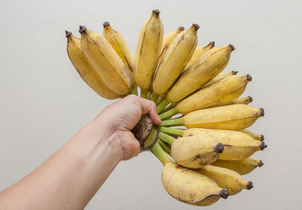 Nam Wah bananas in his hand on a wall background
