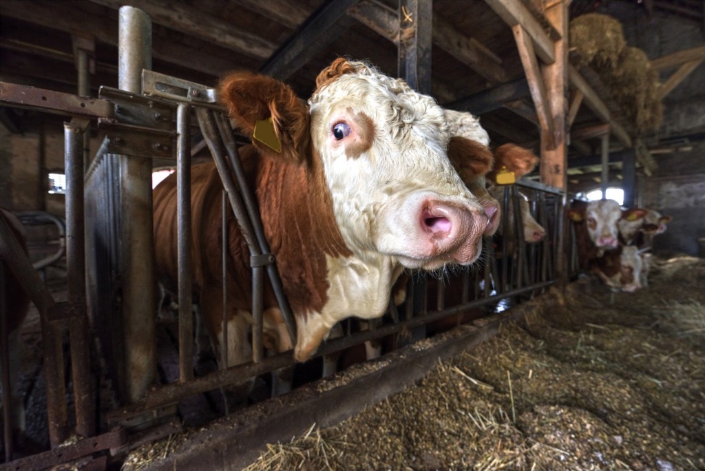 cow bulls in a dutch stable