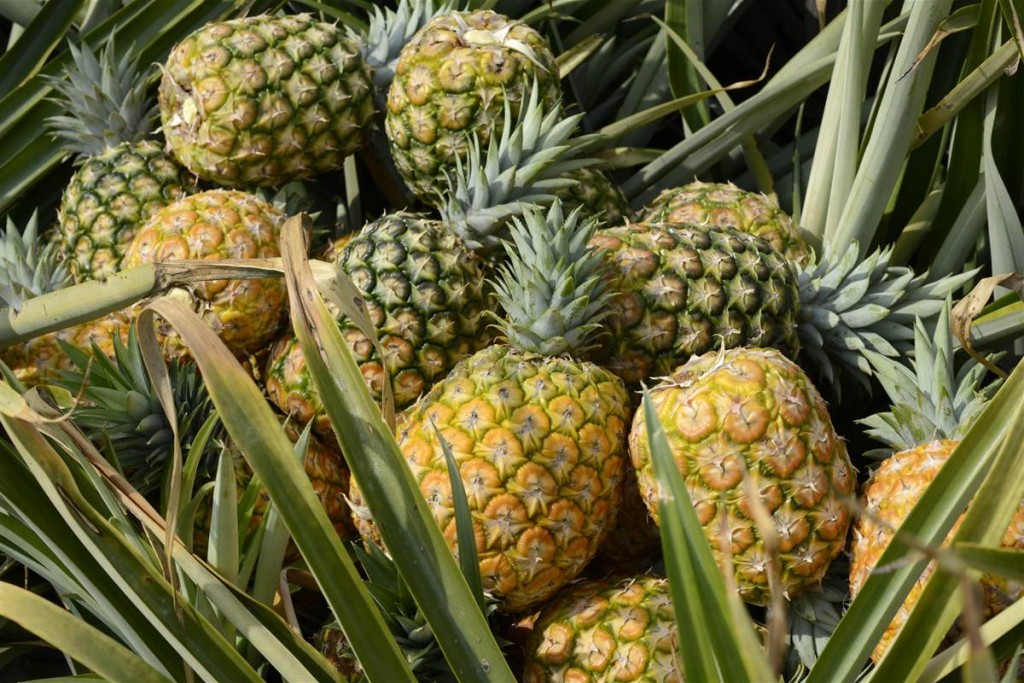Pineapple Pesticide Linked to Parkinson’s Disease