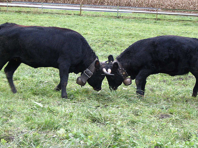 Two Cows Butting Heads