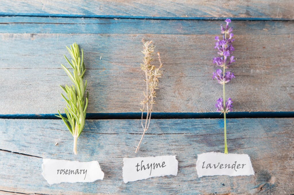 thyme, lavender and rosemary