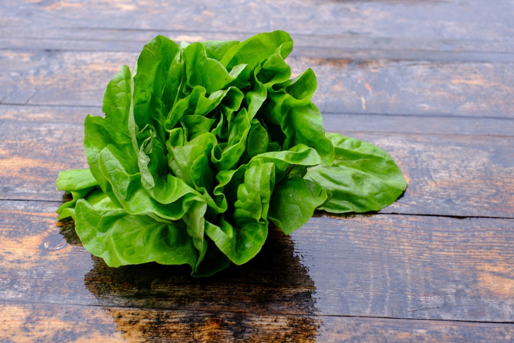 Butter Lettuce