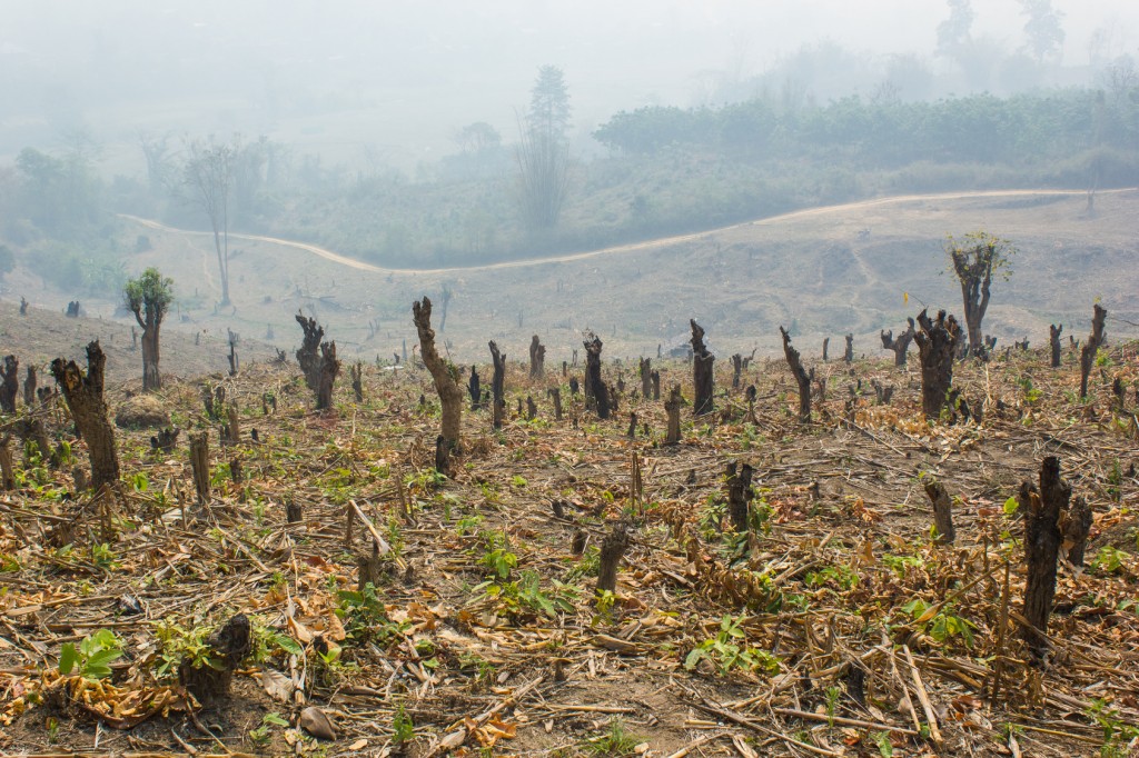 Slash and burn cultivation, rainforest cut and burned to plant c