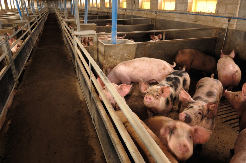 Pigs