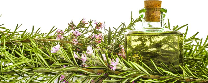 rosemary