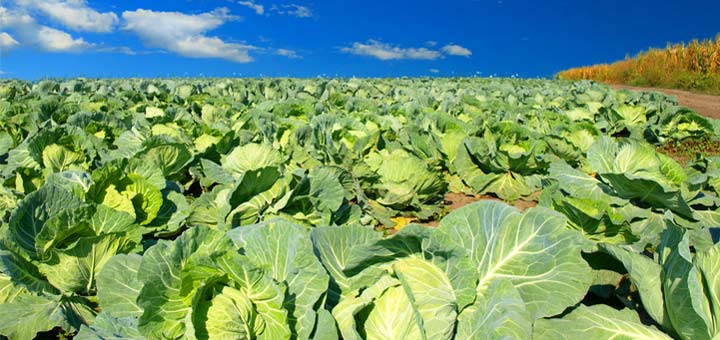 Could This Green Veggie Lower Your Cancer Risk?