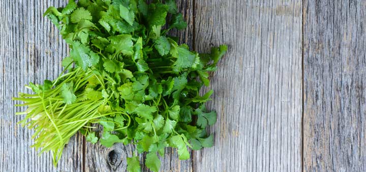 You’ll Regret Not Knowing Cilantro’s Health Benefits Sooner