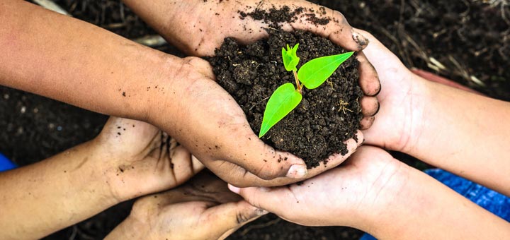 hands-sharing-plant
