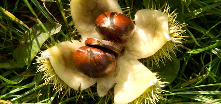 horse-chestnut