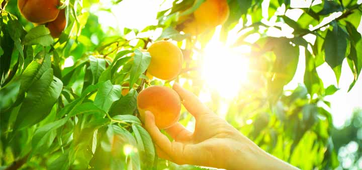 Reduce Stress & Cancer Risk By Eating This Summer Fruit