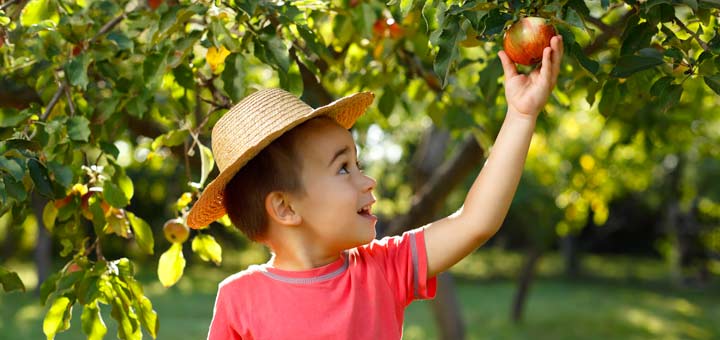 All About Apples: A Guide To The Best Fall Varieties