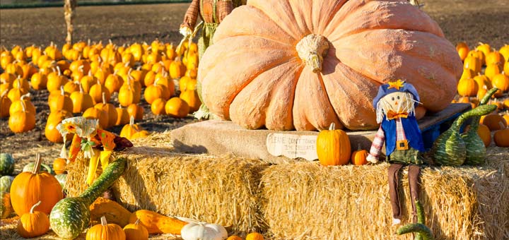 a-lot-of-pumpkins