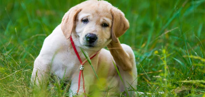 puppy-itching