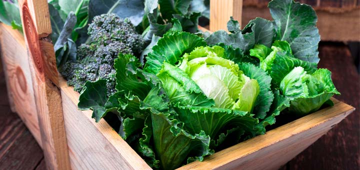 cruciferous-vegetables