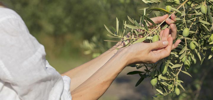 hands-olive-tree