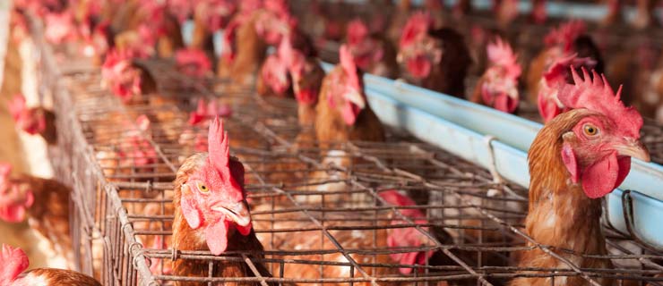 Top 5 Reasons You Should Stop Eating Chicken
